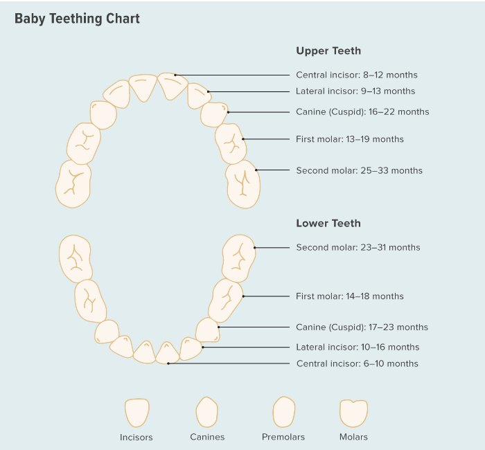 baby teethning chart